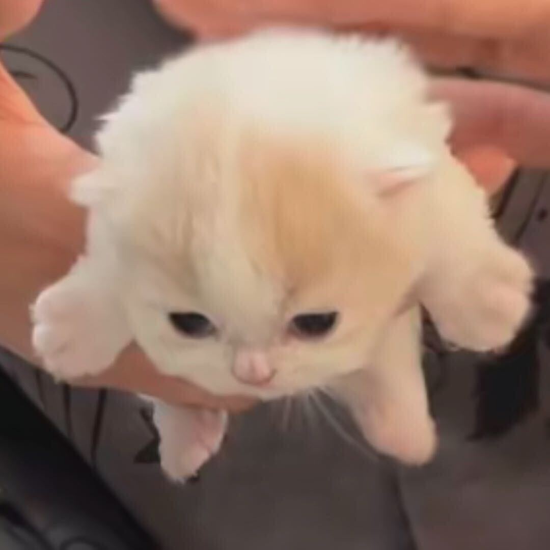 戈晗晴